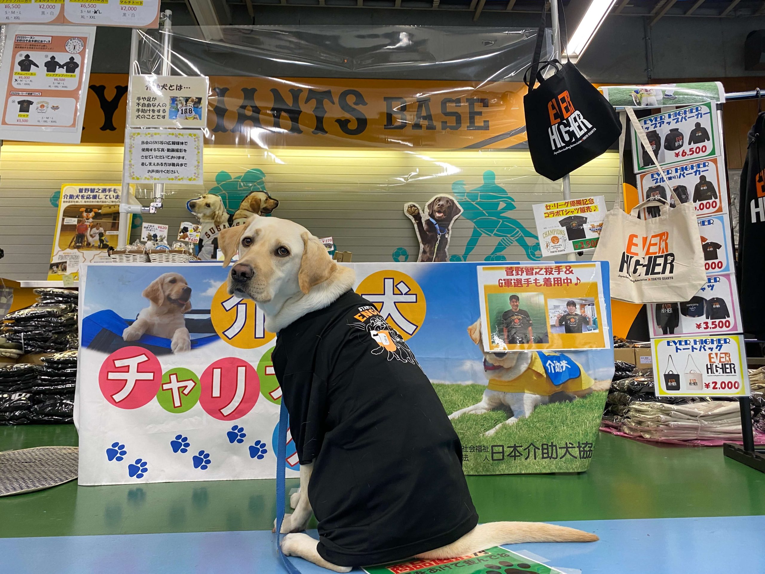 盲導犬ではない！菅野投手が支援する「介助犬」とは｜Sports for Social